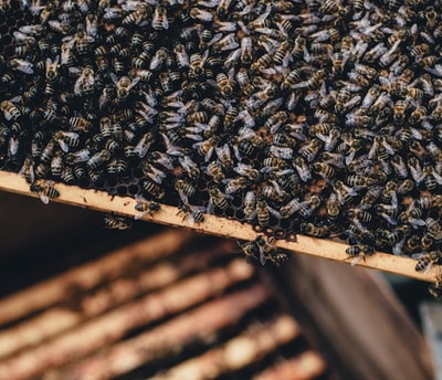 一群蜜蜂在木板上